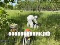 Услуги и аренда мульчера